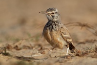 Skrivan dudkovity - Alaemon alaudipes - Greater Hoopoe-Lark o0125